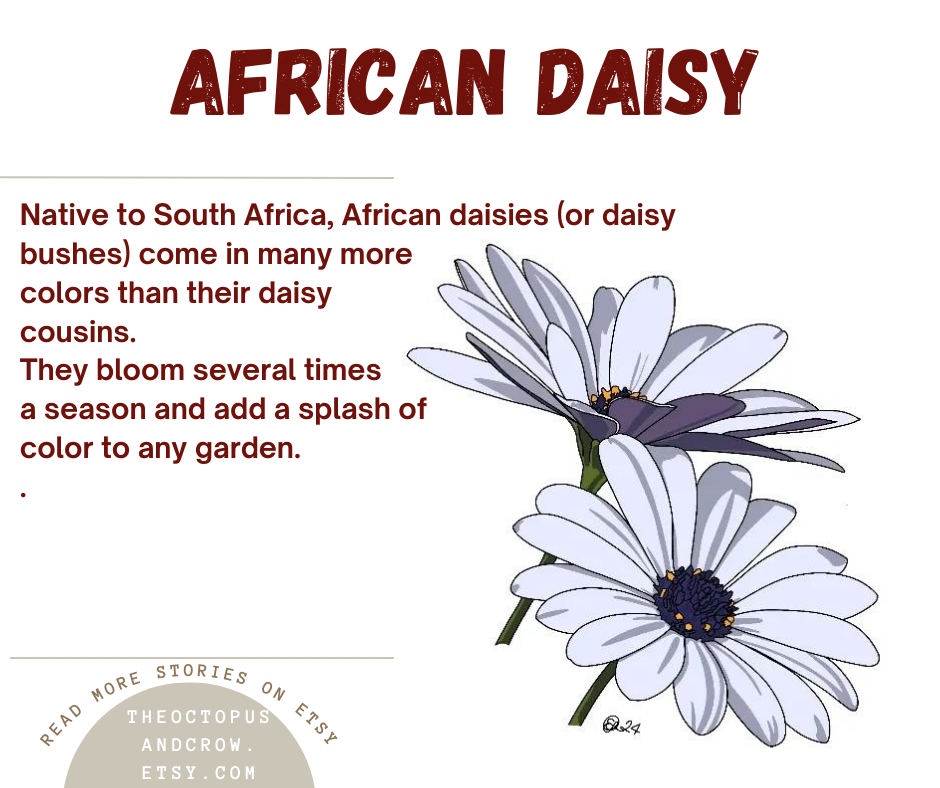 African daisy